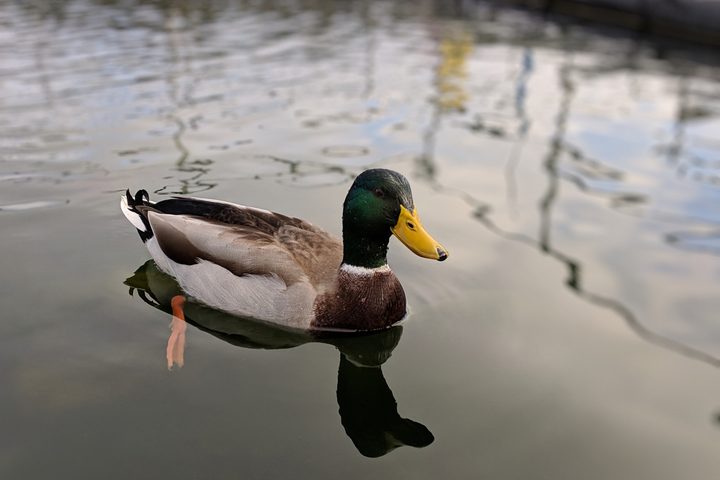 Pixel 3 Motion Autofocus