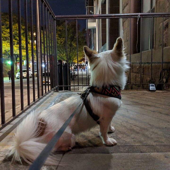 google pixel night sight dog off