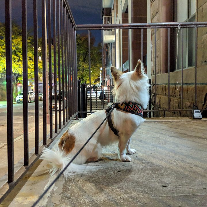 google pixel night sight dog