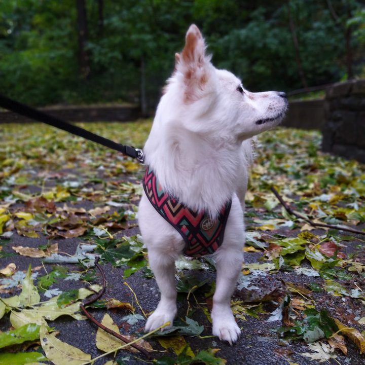 Portrait mode camera samples | Nokia 7.1 Review