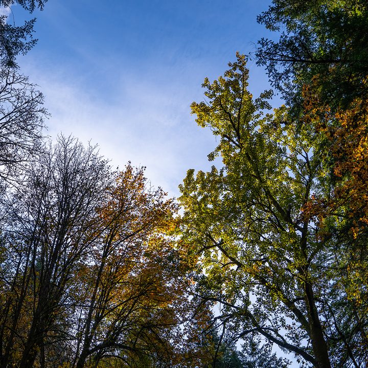 Sony A7 III Sample Image