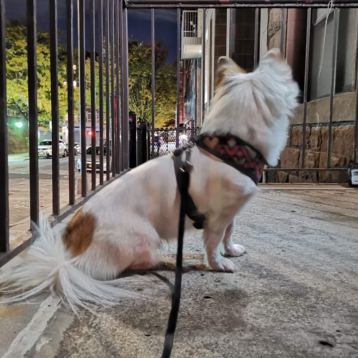 google pixel 3 night sight vs huawei mate 20 pro mode camera shootout dog