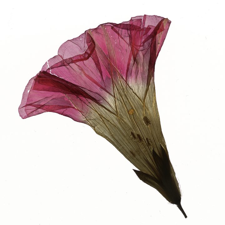 photography as science felice frankel frankely dried flower 3143