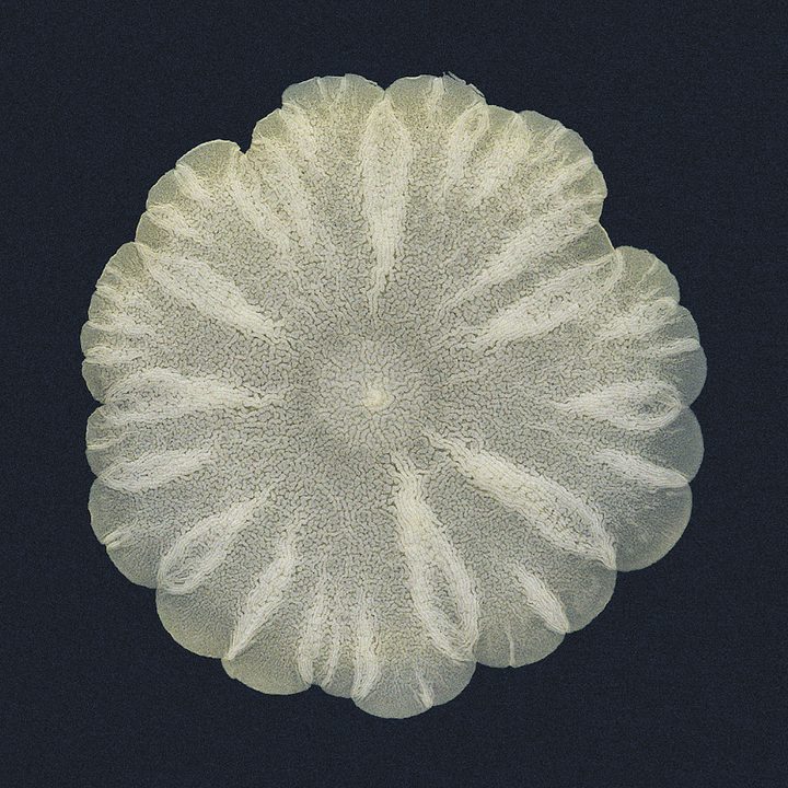 Felice Frankel Yeast