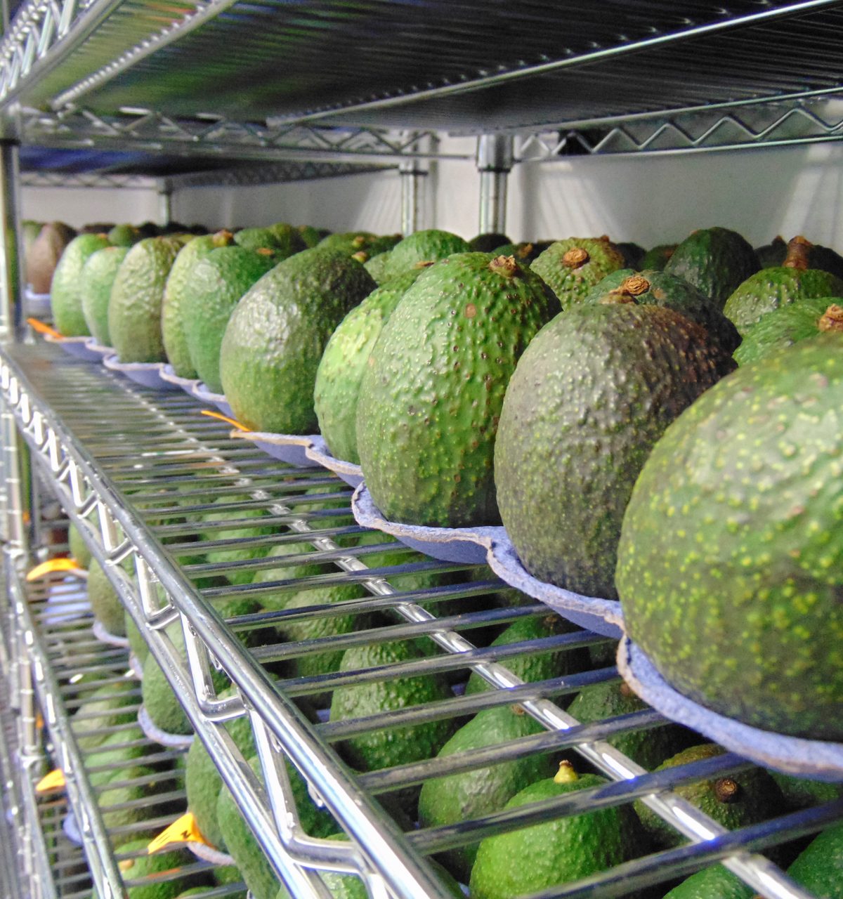 Apeel Avacado on shelves