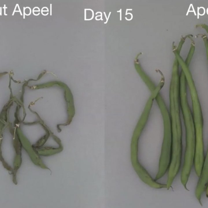 Apeel Green Beans
