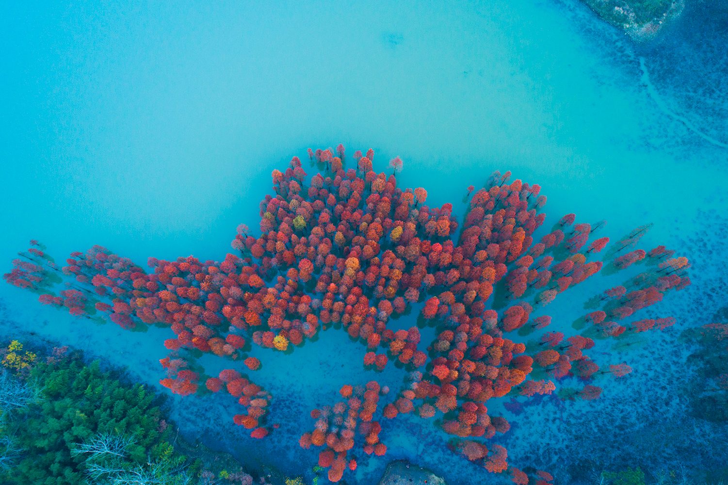 best drone photos aerial view with fir tree fall foliage lining the waters edge a tranquil reflection on lake china