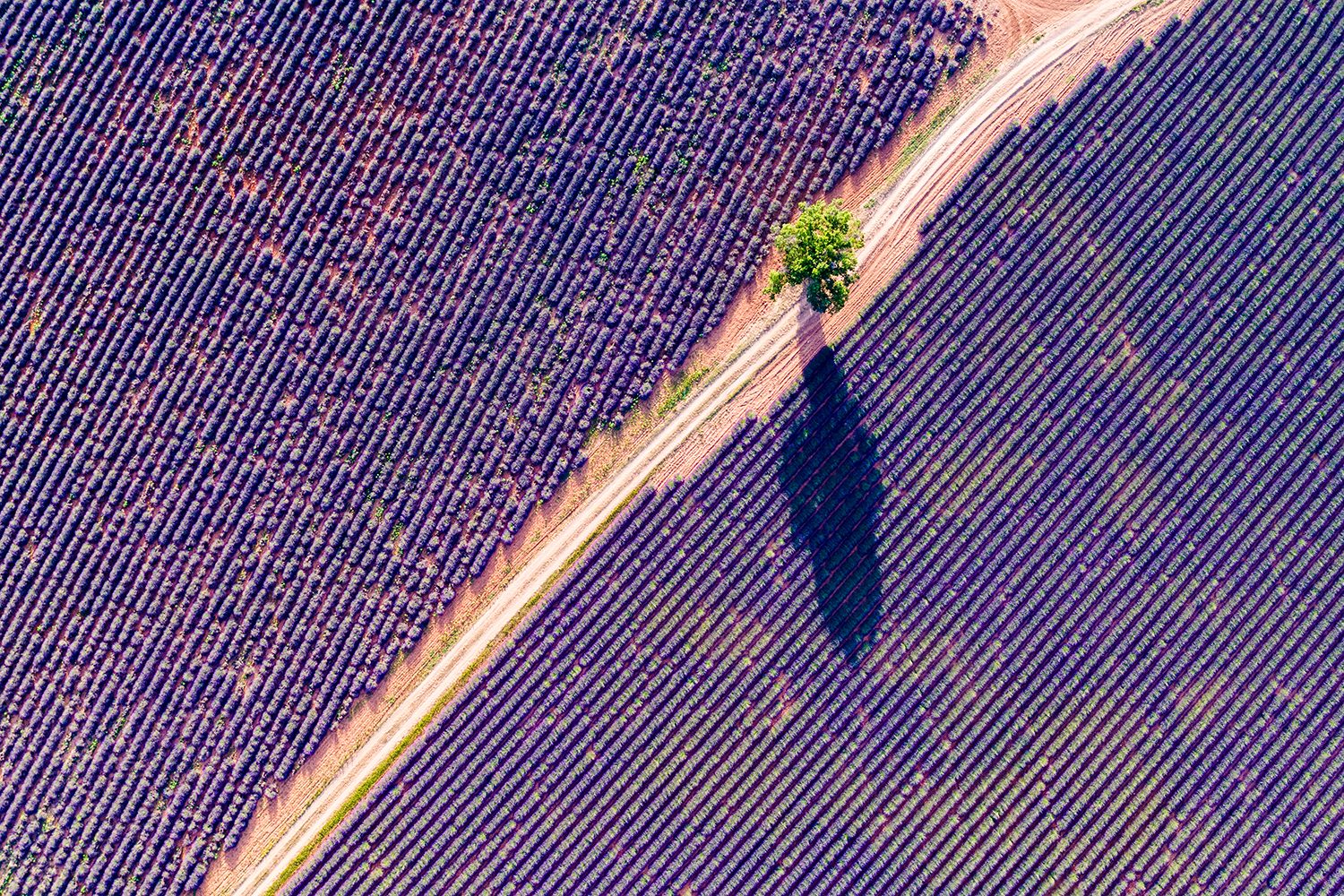 best drone photos aerial view of tree in the lavender  provence france