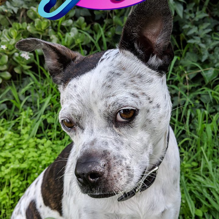 google love playmoji pack pixel dog
