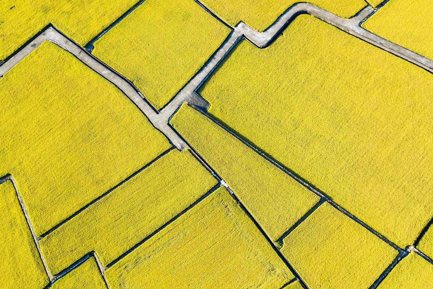 best drone photos rice field
