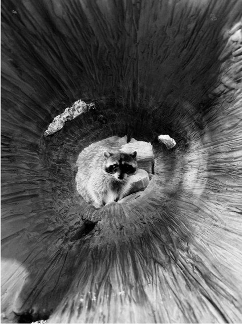 apple shot on iphone 2019 2