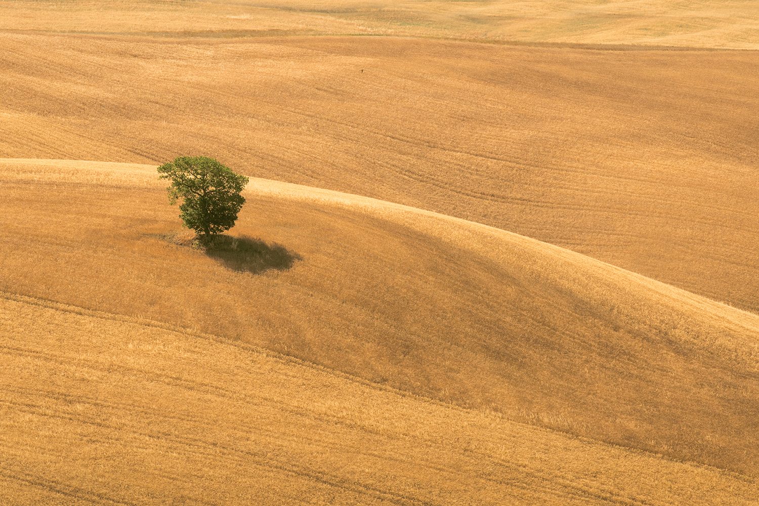 best drone photos tree in field