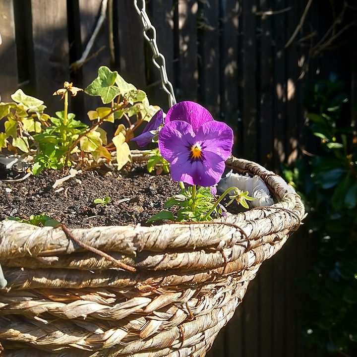 sony xperia 10 review flower compare