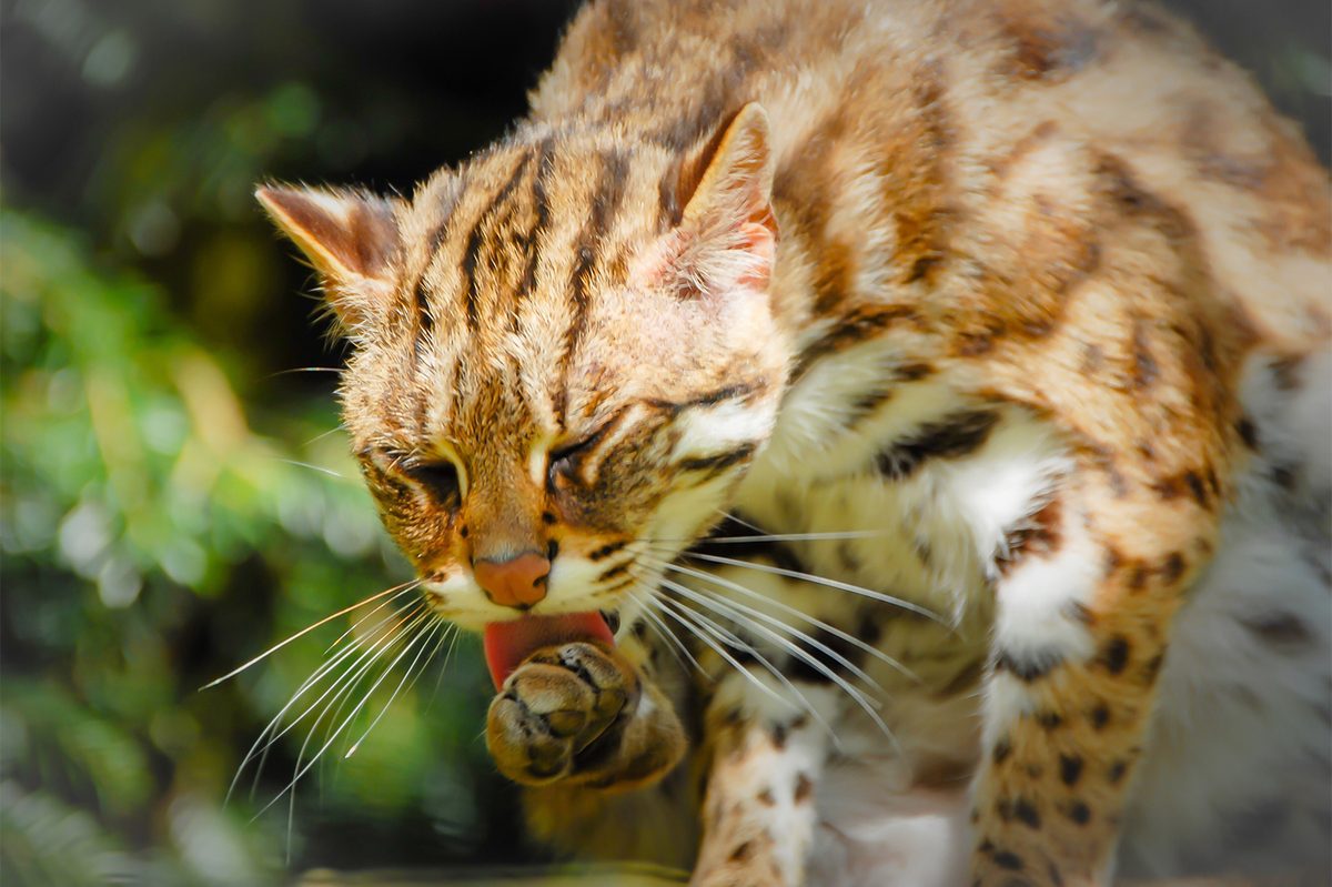 bengal cat