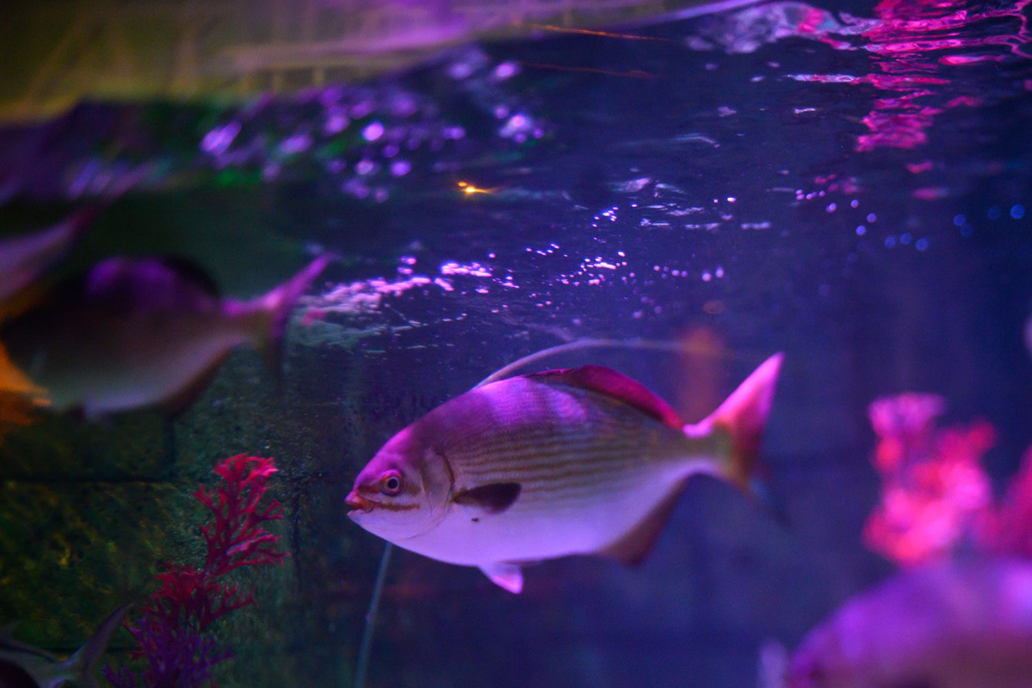 lensbaby composer pro ii with edge 35 optic review sample 4