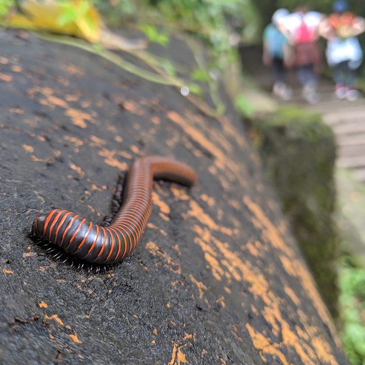 huawei p30 pro vs google pixel 3 camera shootout park 2