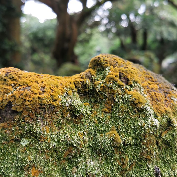 huawei p30 pro vs google pixel 3 camera shootout park