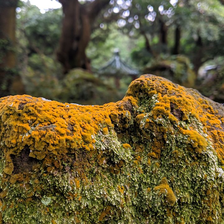 huawei p30 pro vs google pixel 3 camera shootout park