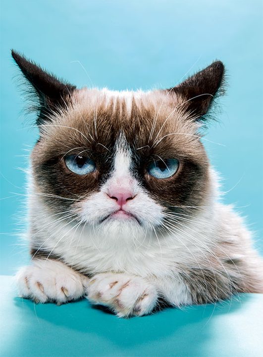 Grumpy Cat magazine shoot