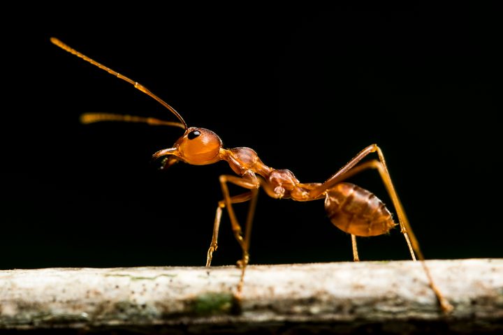 Close-up of ant on a stick | Ant systems influencing GPS