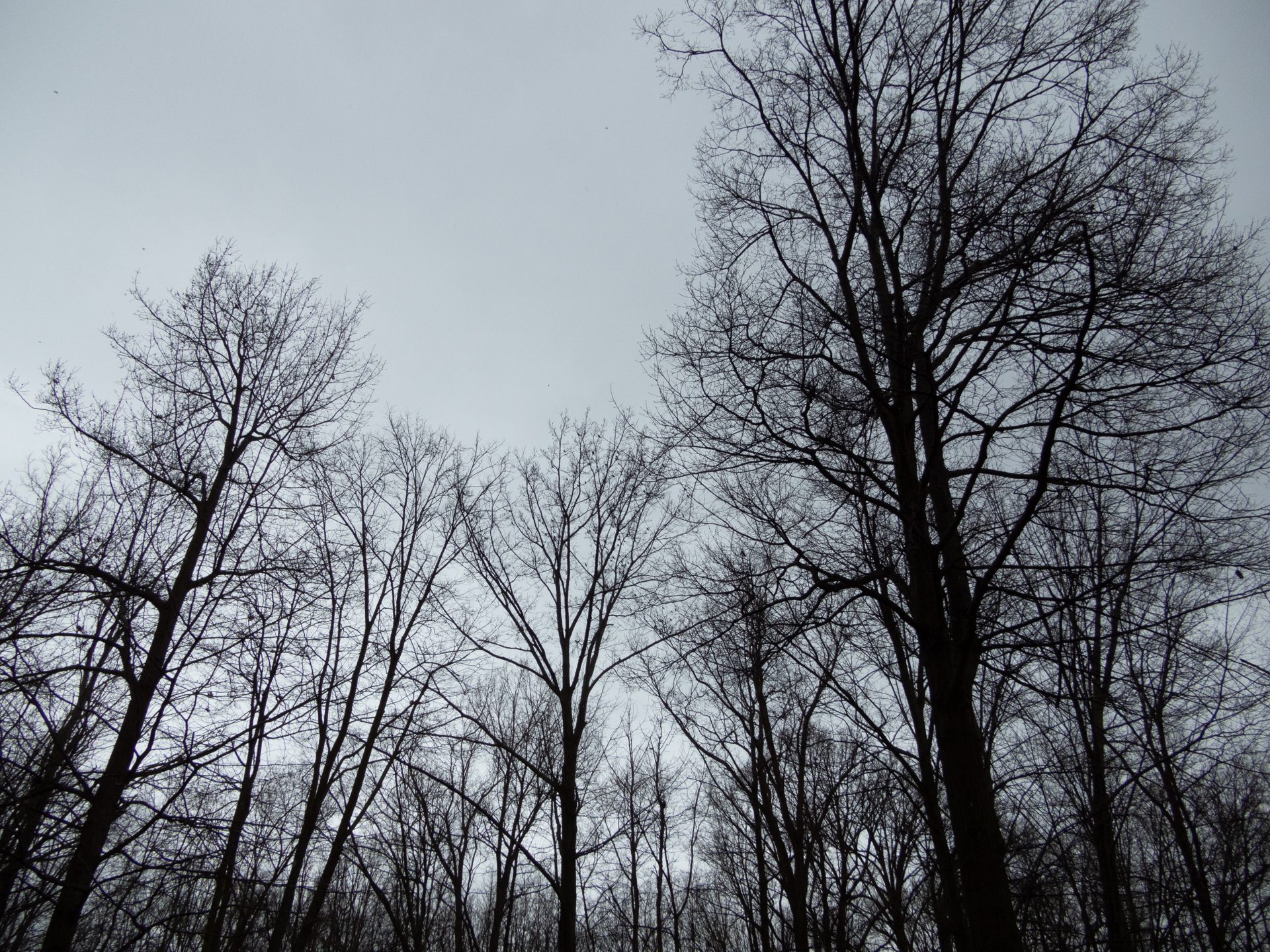 Nikon Coolpix A1000 review sample images