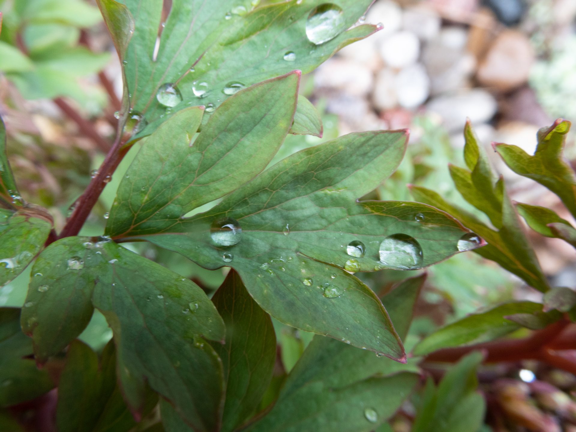 Nikon Coolpix A1000 review sample images