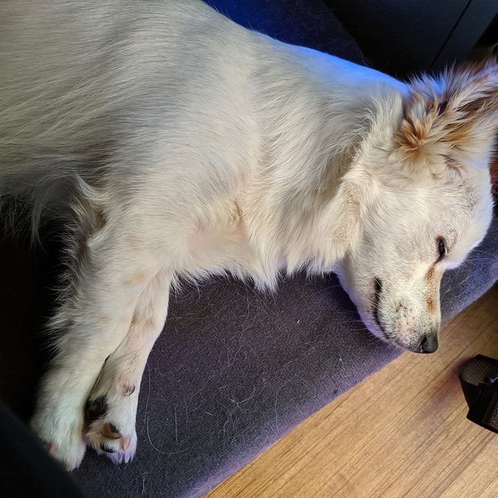 Pixel 3 XL