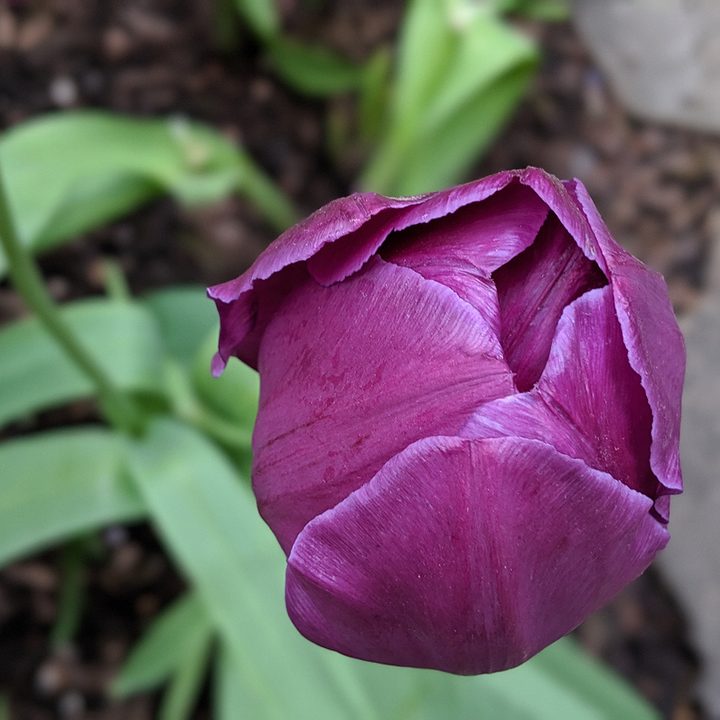 google pixel 3a vs 3 camera shootout xl portrait mode 1