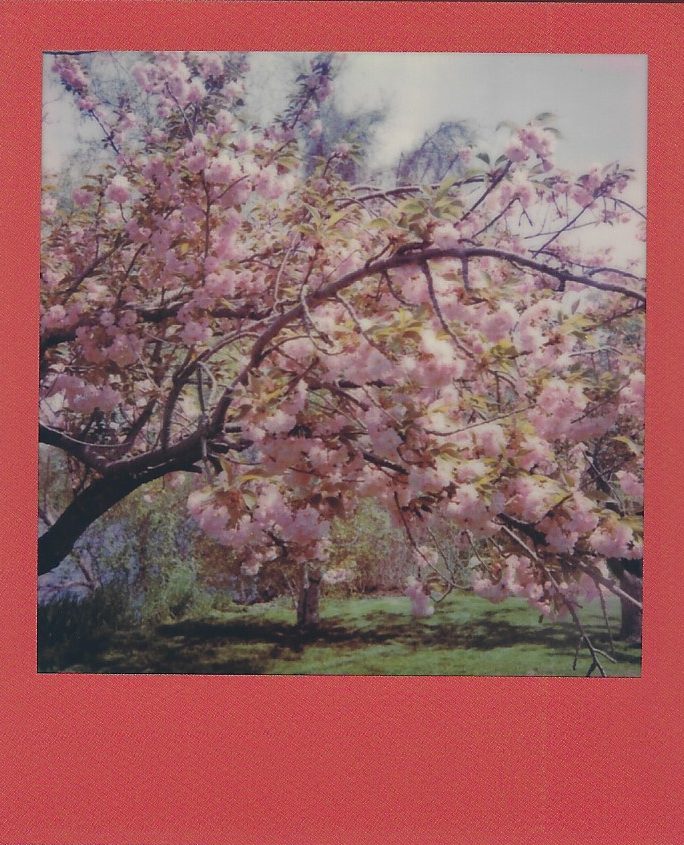 polaroid originals onestep 2 review flowers