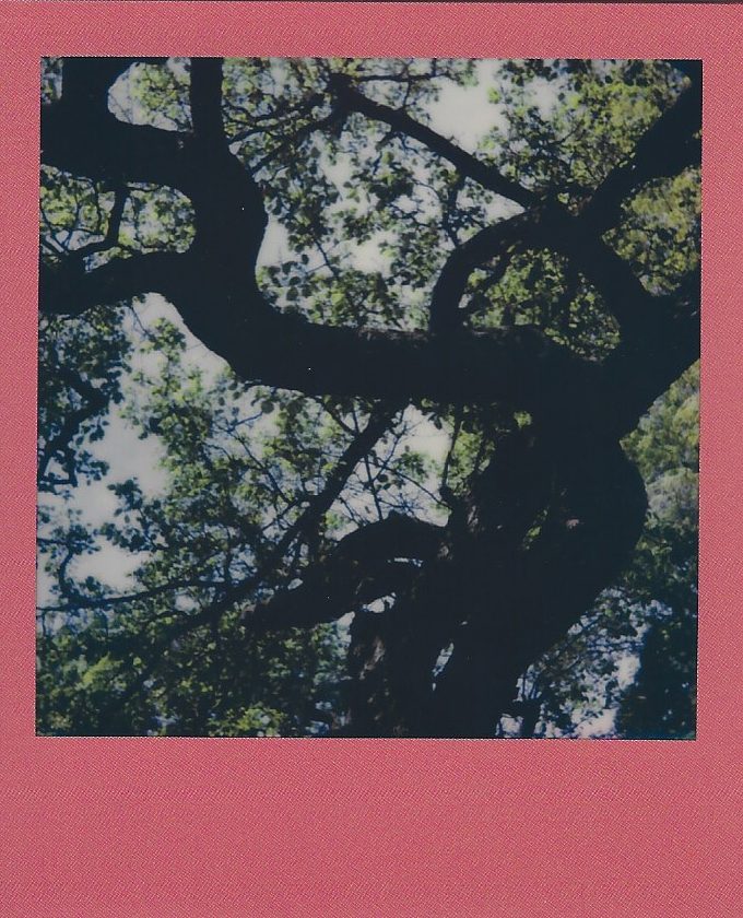 polaroid originals onestep 2 review tree