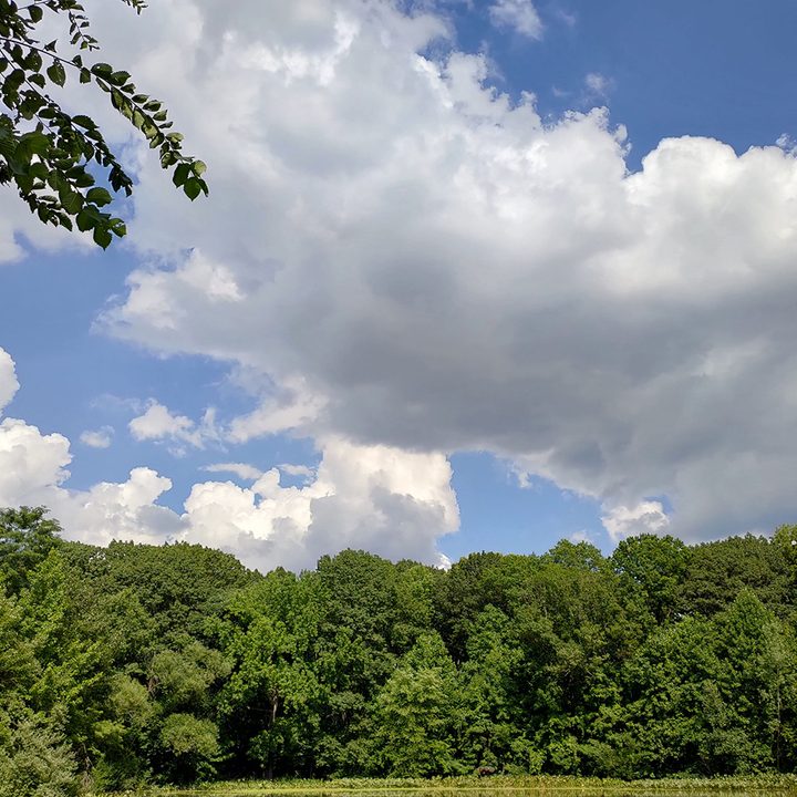 oneplus 7 pro pixel 3a zenfone 6 galaxy a50 midrange camera shootout asus daylight