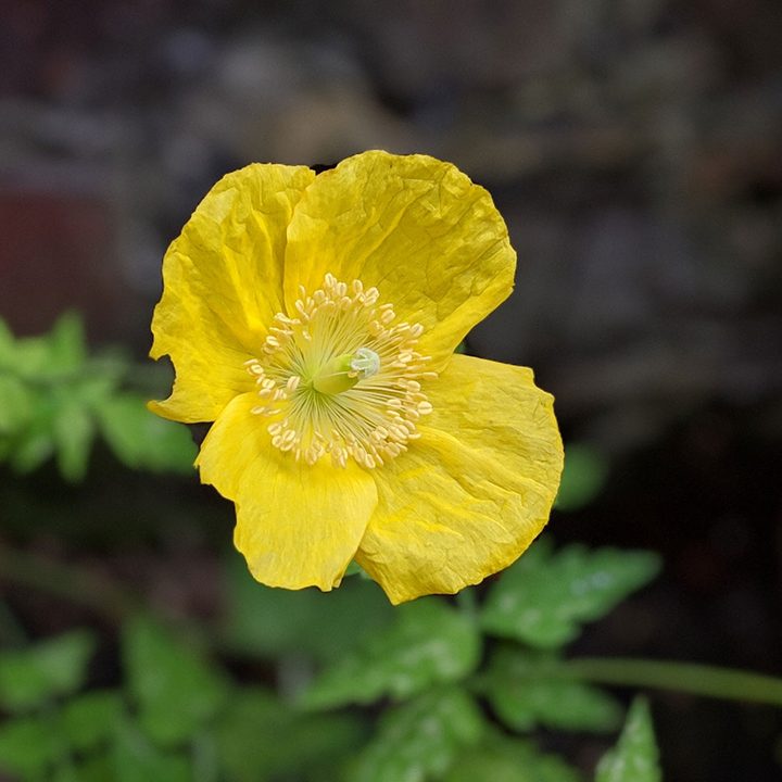 black shark 2 review pixel 3a xl portrait flower