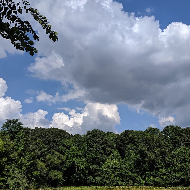 oneplus 7 pro pixel 3a zenfone 6 galaxy a50 midrange camera shootout xl daylight
