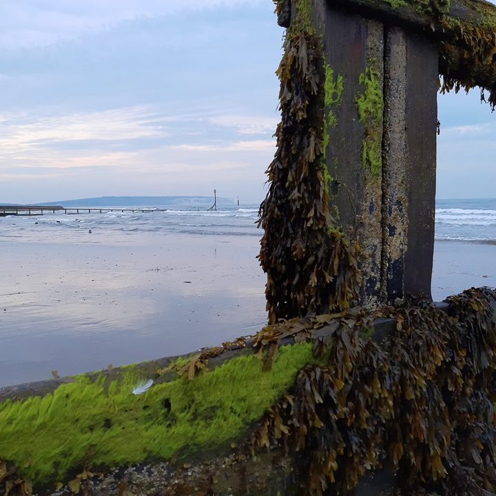 pixel 3a honor 20 xperia 10 plus motorola one vision camera shootout seaweed
