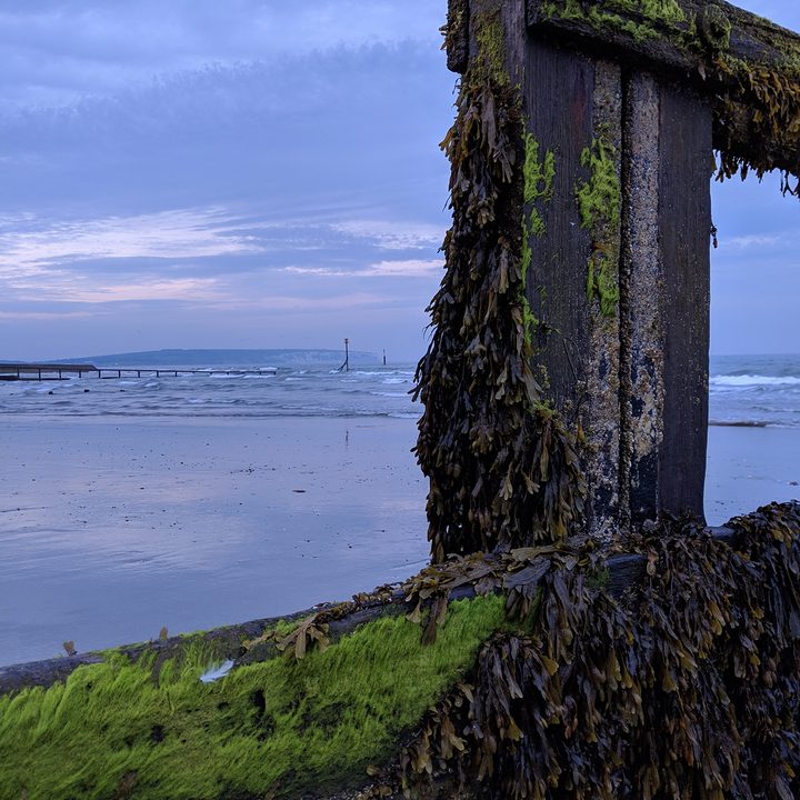 pixel 3a honor 20 xperia 10 plus motorola one vision camera shootout seaweed