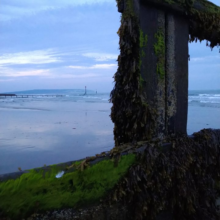 pixel 3a honor 20 xperia 10 plus motorola one vision camera shootout seaweed