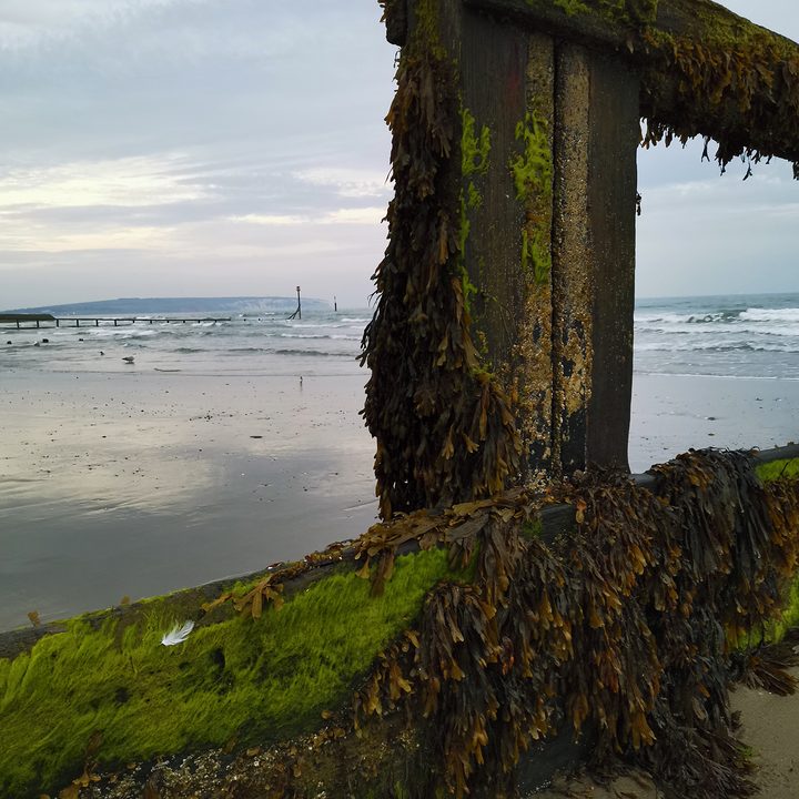 pixel 3a honor 20 xperia 10 plus motorola one vision camera shootout seawood