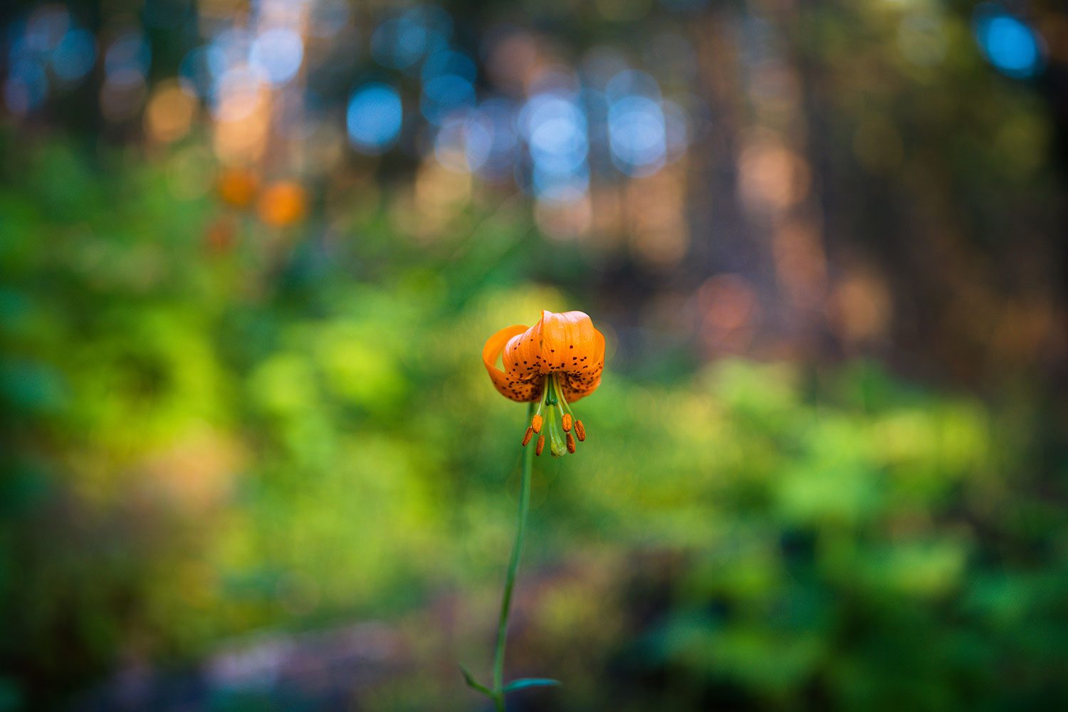 sigma 28mm f14 dg hsm art review sample 9