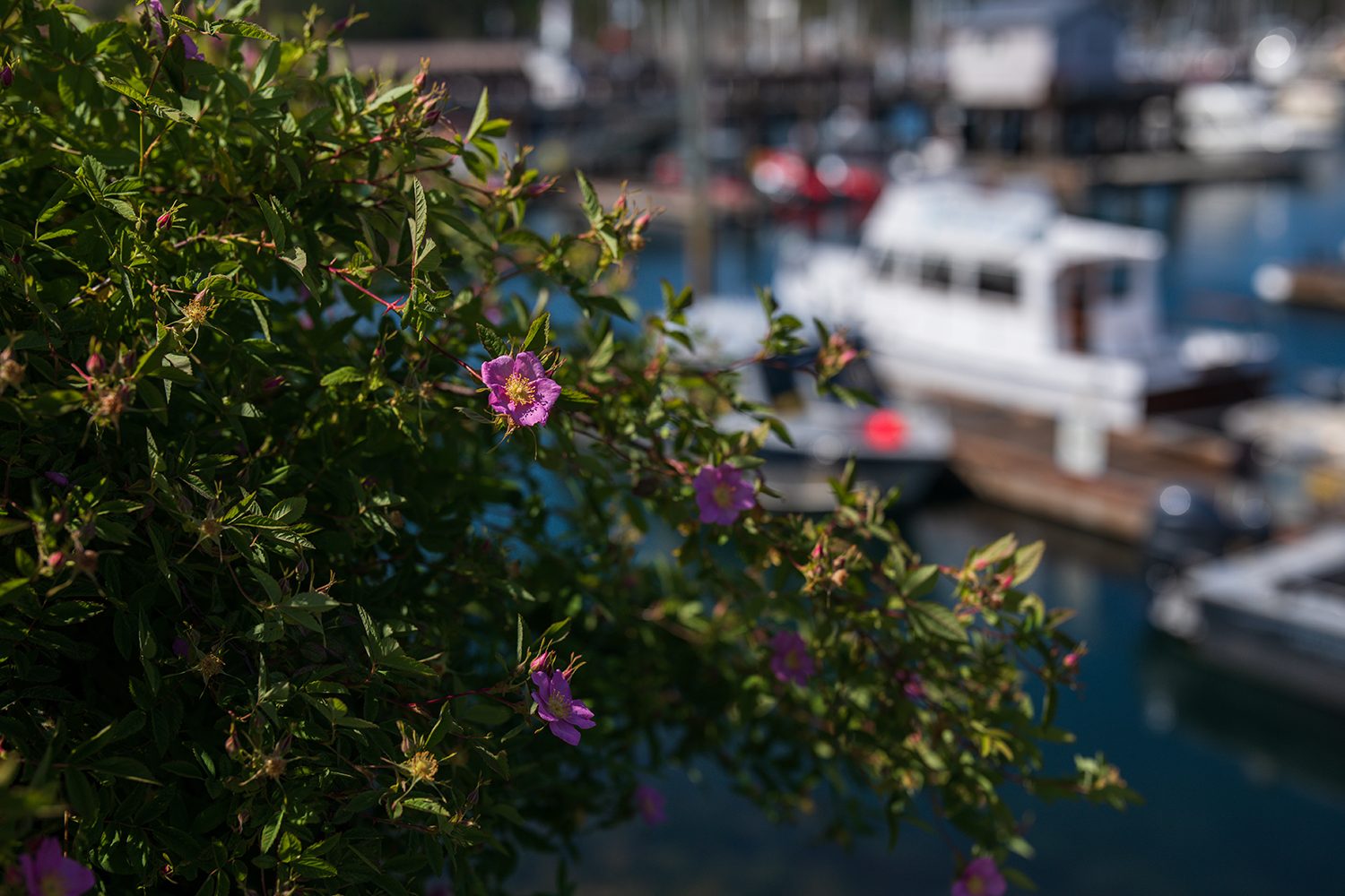 sigma 40mm f14 art lens review sample 14