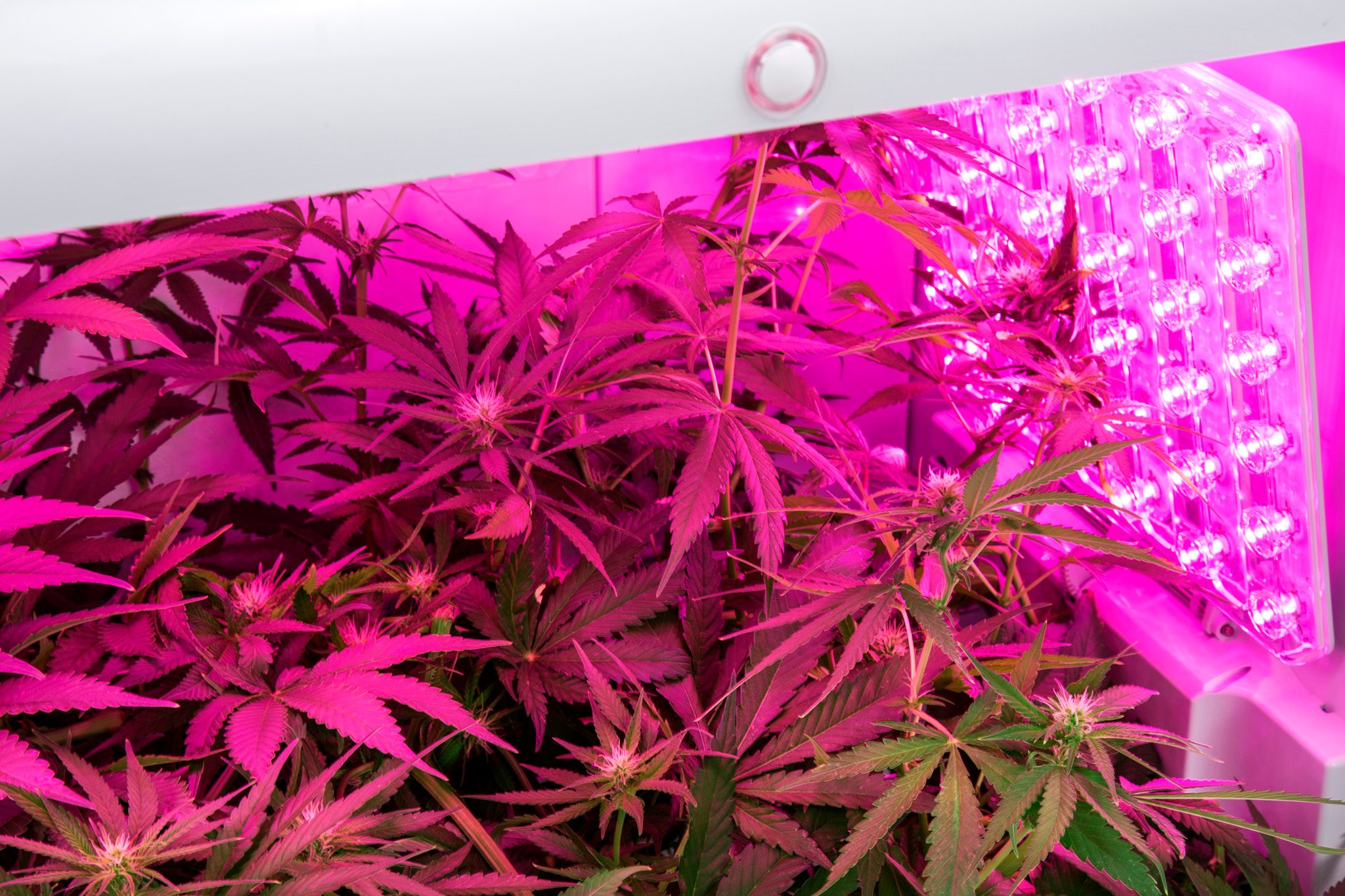 seedo grow box cannabis 4h2a0276