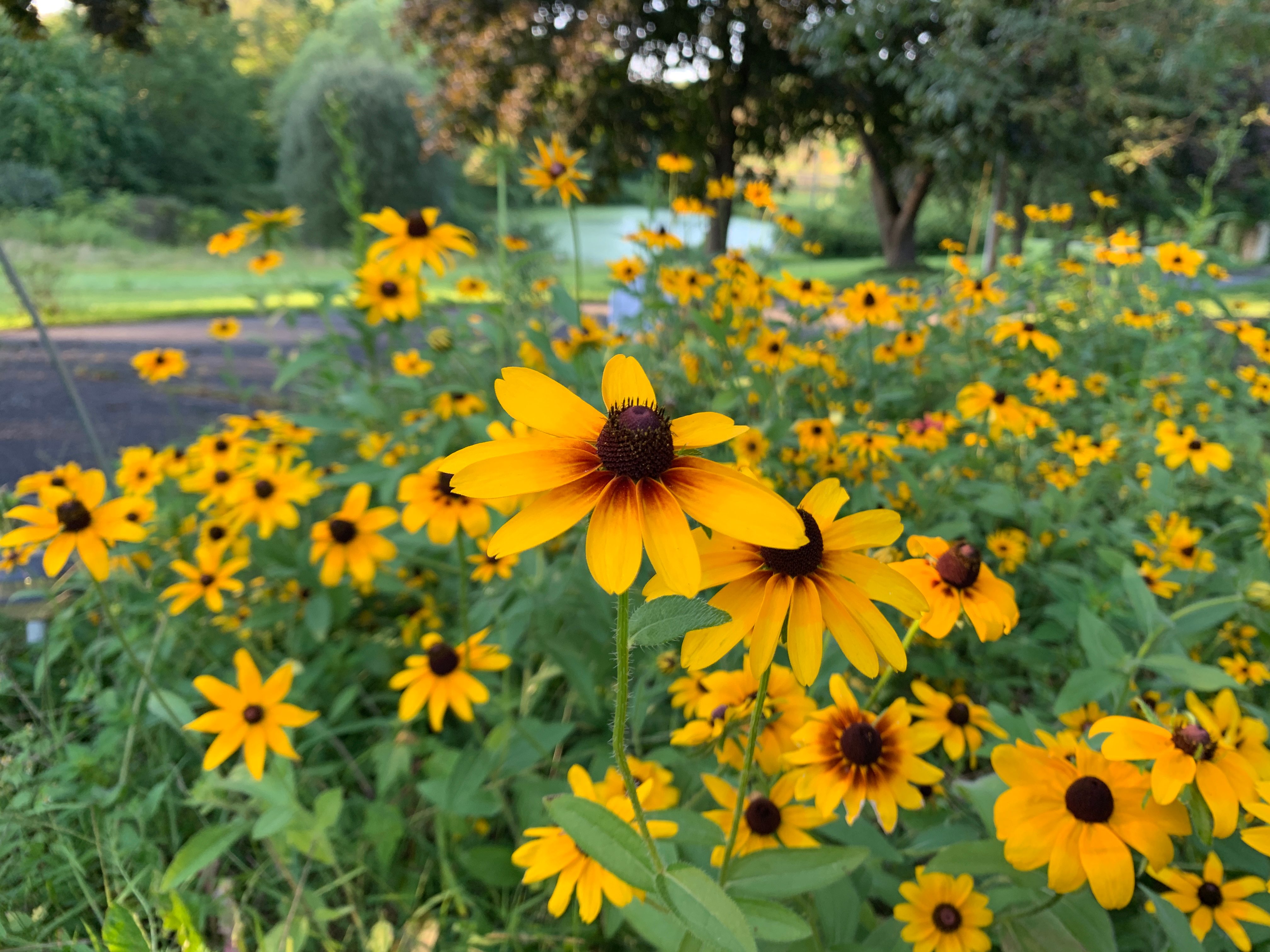 samsung galaxy note 10 review 8 vs iphone xs photo sample 28