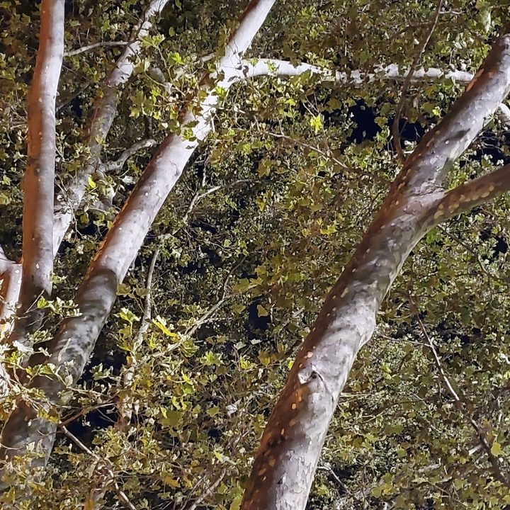 note 10 plus telephoto