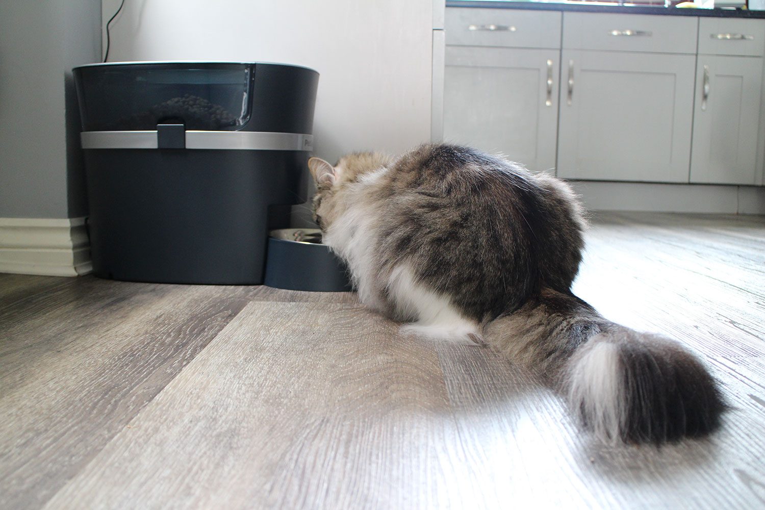 PetSafe Smart Feed Automatic Dog and Cat Feeder