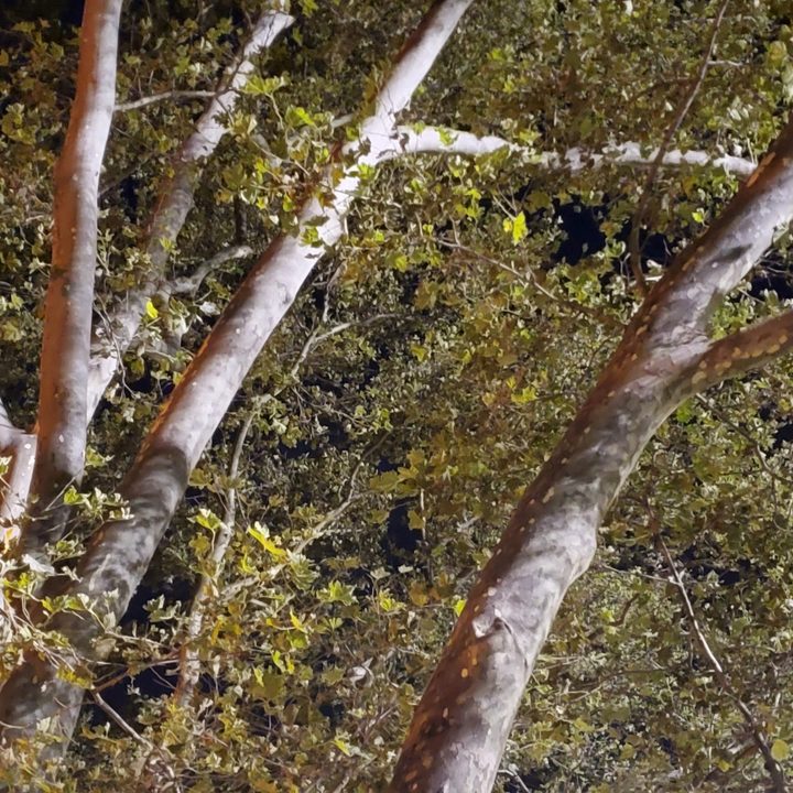 s10 plus telephoto