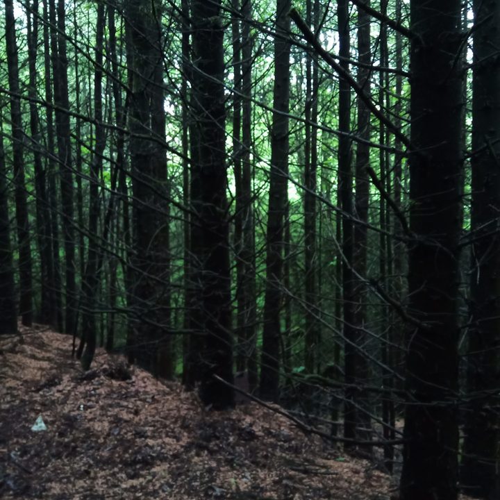 unihertz titan product impressions camera sample shady woods