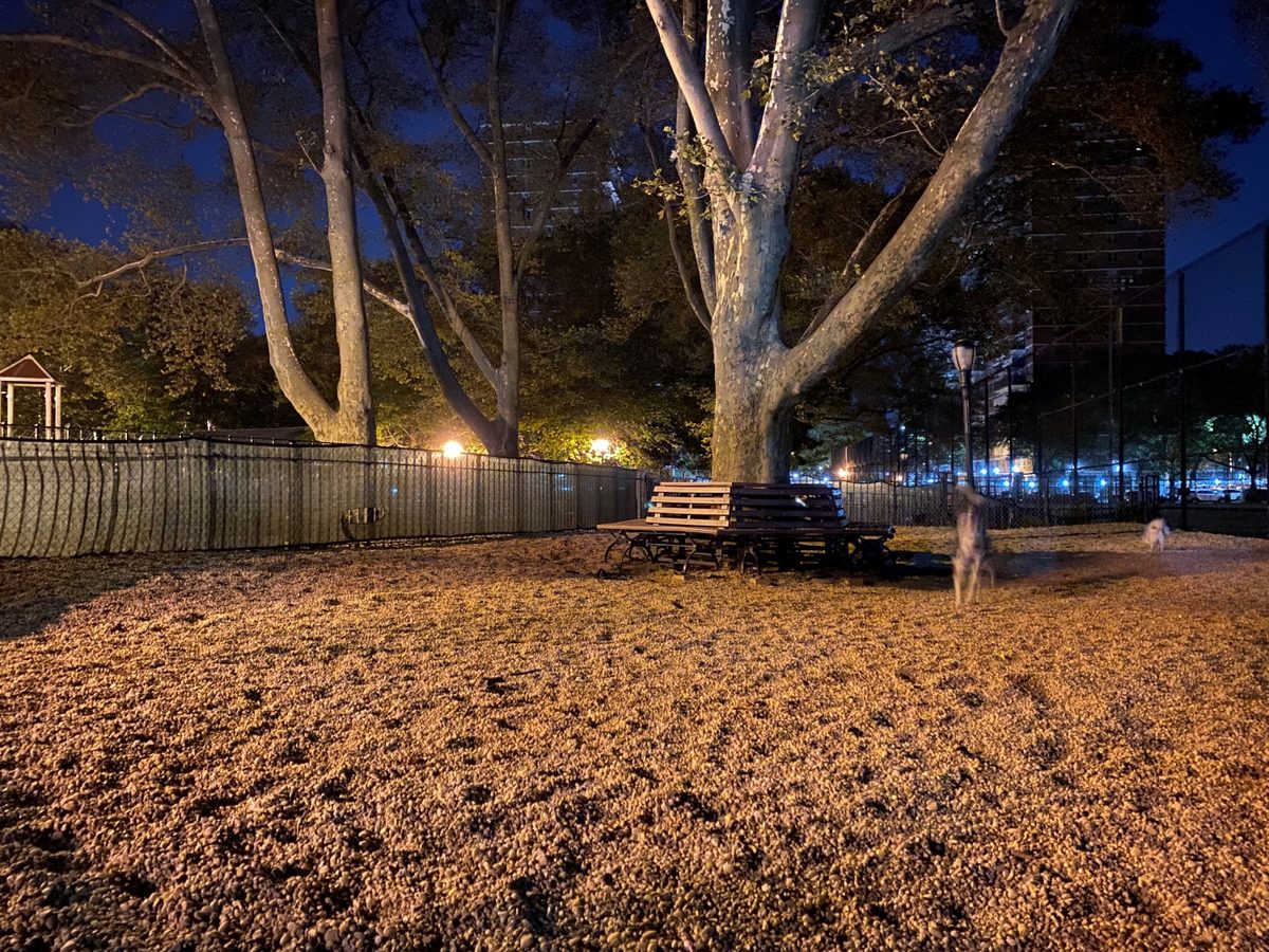 iPhone 11 Pro Max dog park