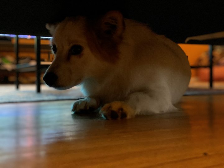 portrait mode iphone 11 pro max telephoto