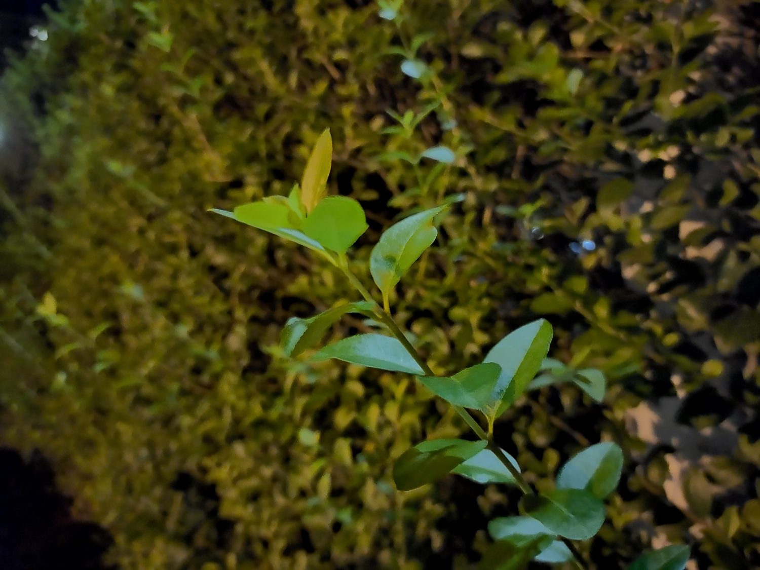 zte axon 10 pro review bokeh mode night