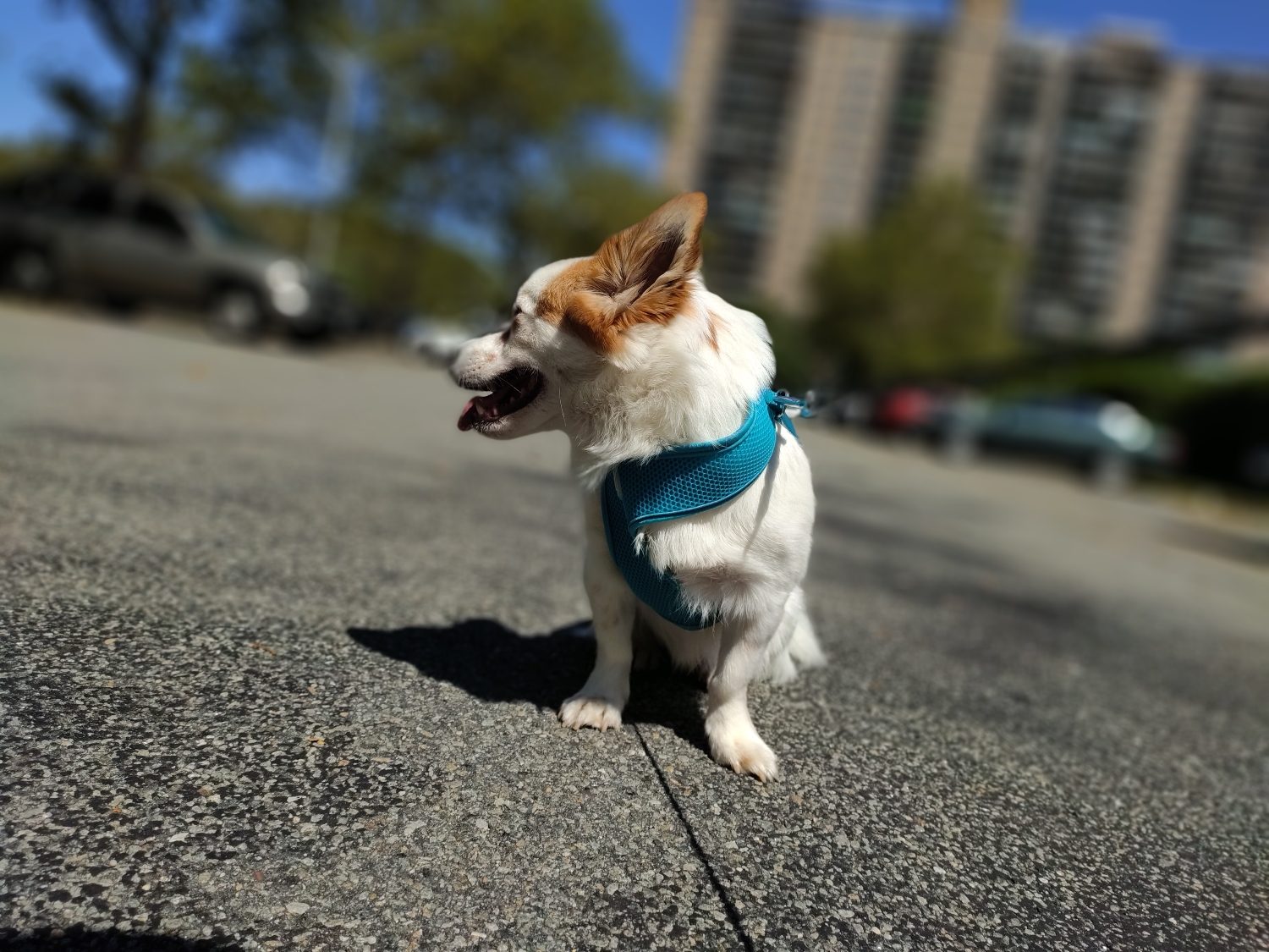 zte axon 10 pro review bokeh mode tobu