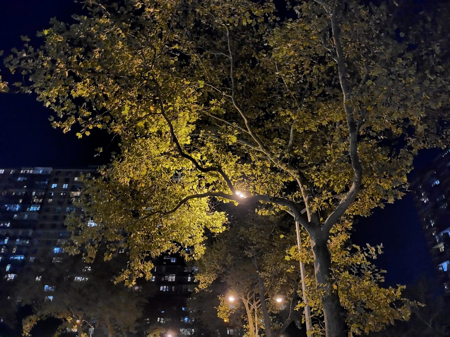 zte axon 10 pro review tree night
